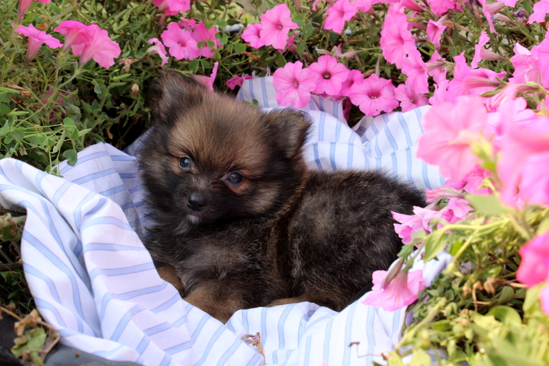 puppy, for, sale, Pomeranian, Matthew B. Stoltzfus, dog, breeder, Gap, PA, dog-breeder, puppy-for-sale, forsale, nearby, find, puppyfind, locator, puppylocator, aca